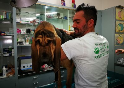 Toelettatura Roma nord